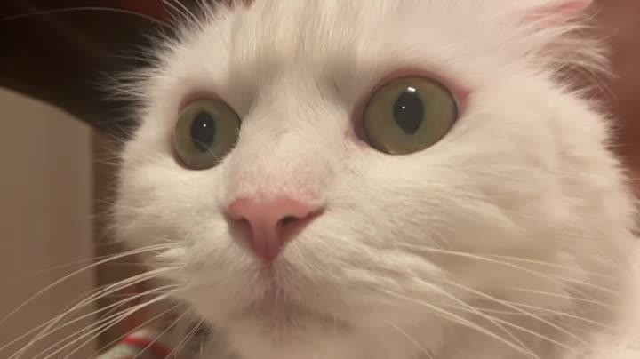 Surprised cat