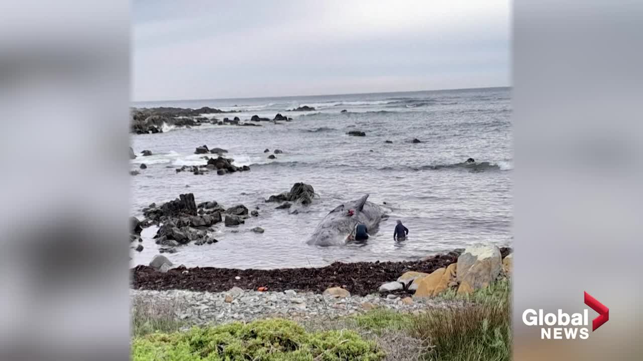 About 230 whales stranded off Tasmania coast, half feared dead