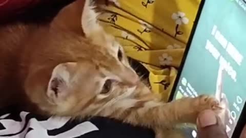 My sweet baby cat playing with mobile