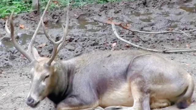 What kind of deer is this? Its horns look so beautiful. I love them