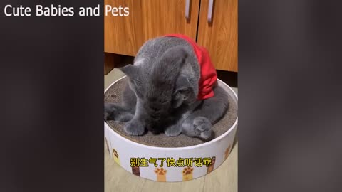 Everything funny cat
