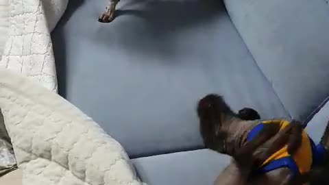 How the poodle scratches the back