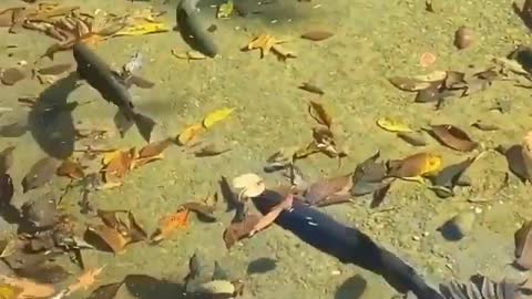 This is a beautiful and charming water-dwelling species