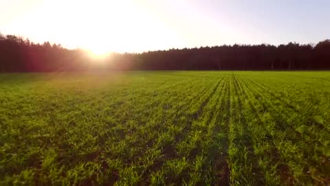 Flying Low Over Field