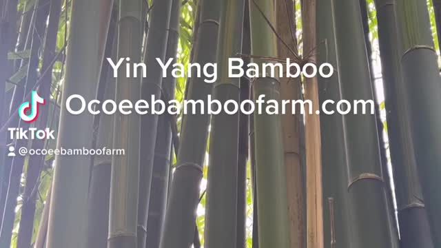 Yin Yang Bamboo Ocoee Bamboo Farm 407-777-4807