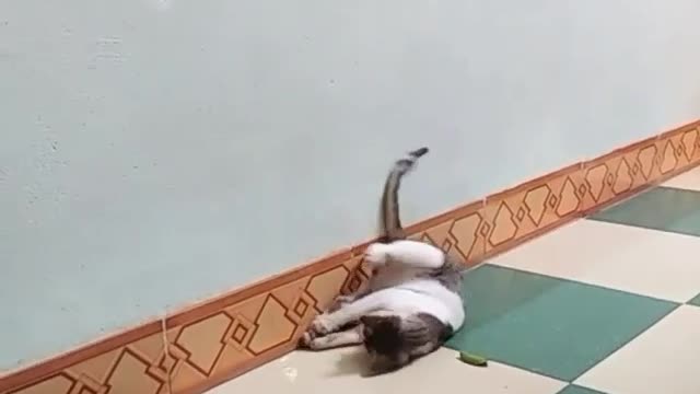 Cat play with a leaf