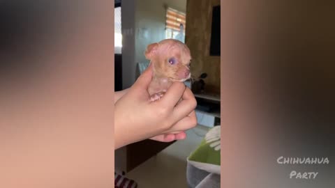 4 weeks Chihuahua Puppies videos *SO CUTE*