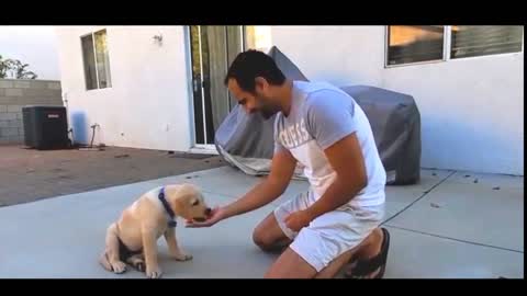 Labrador Puppy Learning And Performing | Training Command