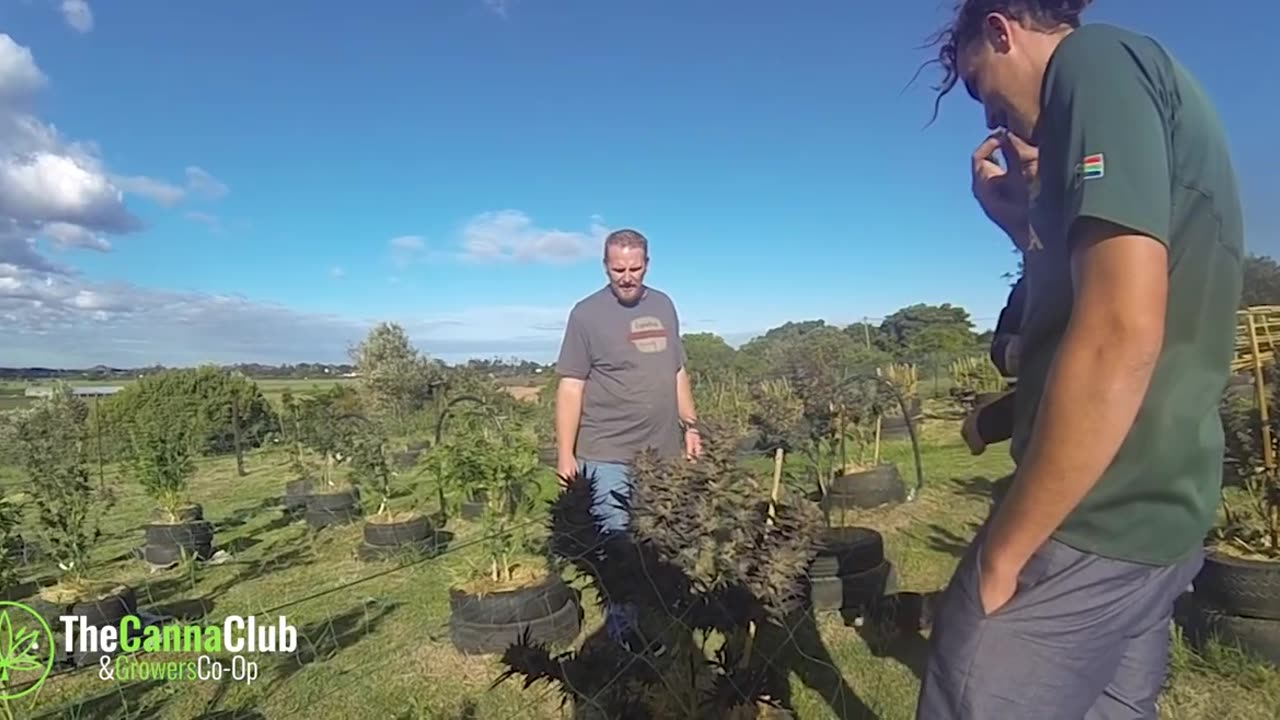 Insiders Eco Tour - A SPECIAL CELEBRATION WITH BLACKFLAG GENETICS