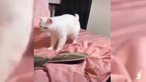 Funniest things that cats and dogs can do. Unbelievable but true