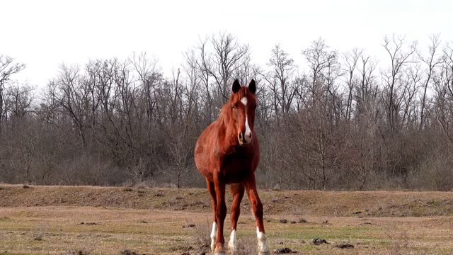 SOUNDS OF Late autumn: fields, meadows. Music of nature. Picturesque landscapes. Video