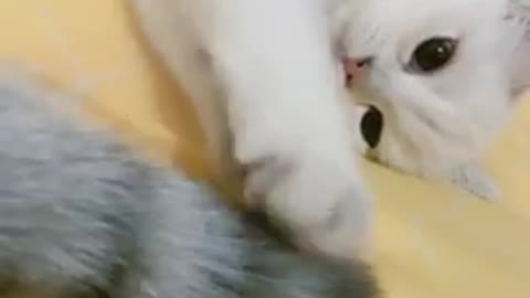 Funny & Cute Cat Video play will tail