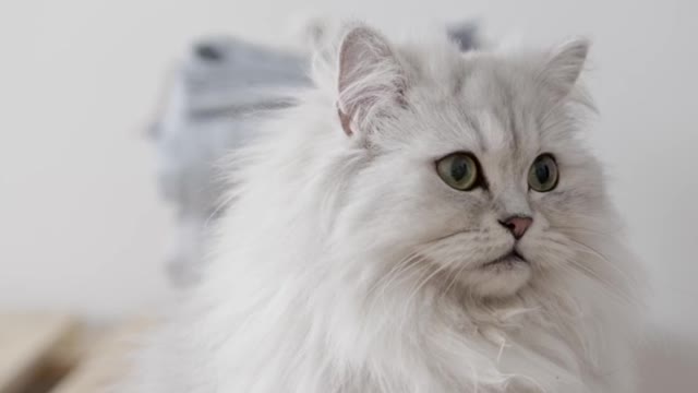 A White Persian Cat