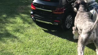 Puppies Jealous of Sibling's New Ride