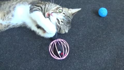 Adorable Baby Cat Plays With His Toys