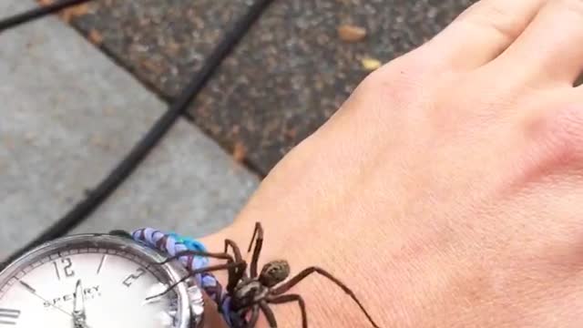 Black spider crawling around hand sperry watch