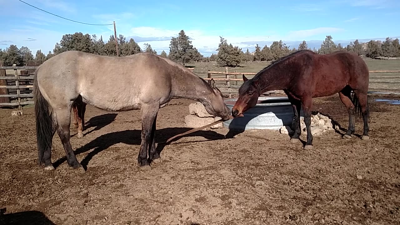 Horsie Tug O War