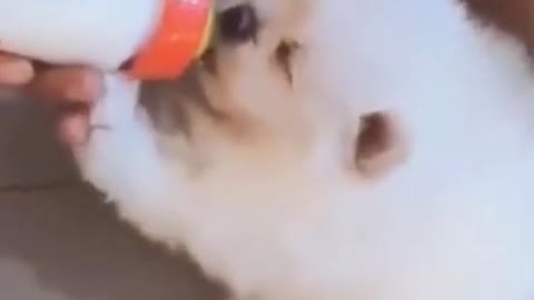 cute puppy drinking milk