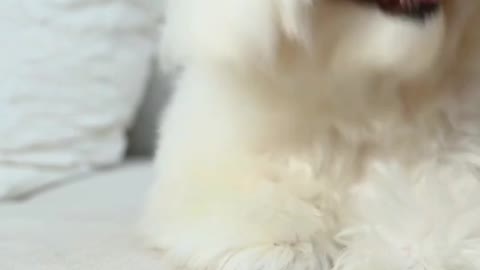 Super Funny cute dog