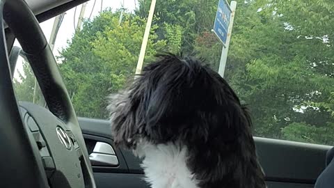 Dog afraid of construction noise.