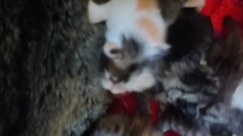 the 4 little orphans