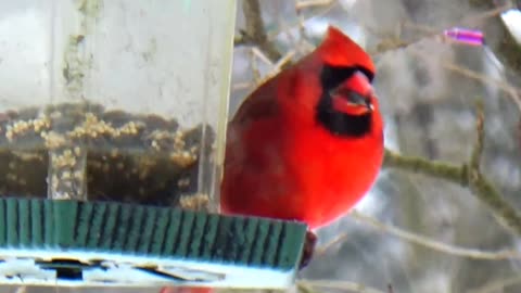 Cardinal