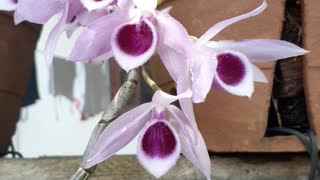 #flowers