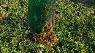 My 3D version of a bee feeder