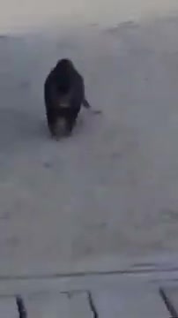 Cats do a hundred yards of exercises