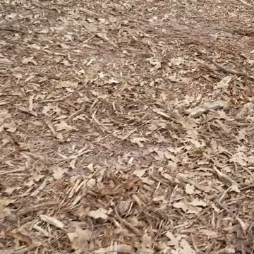 Out With Benelli Walking