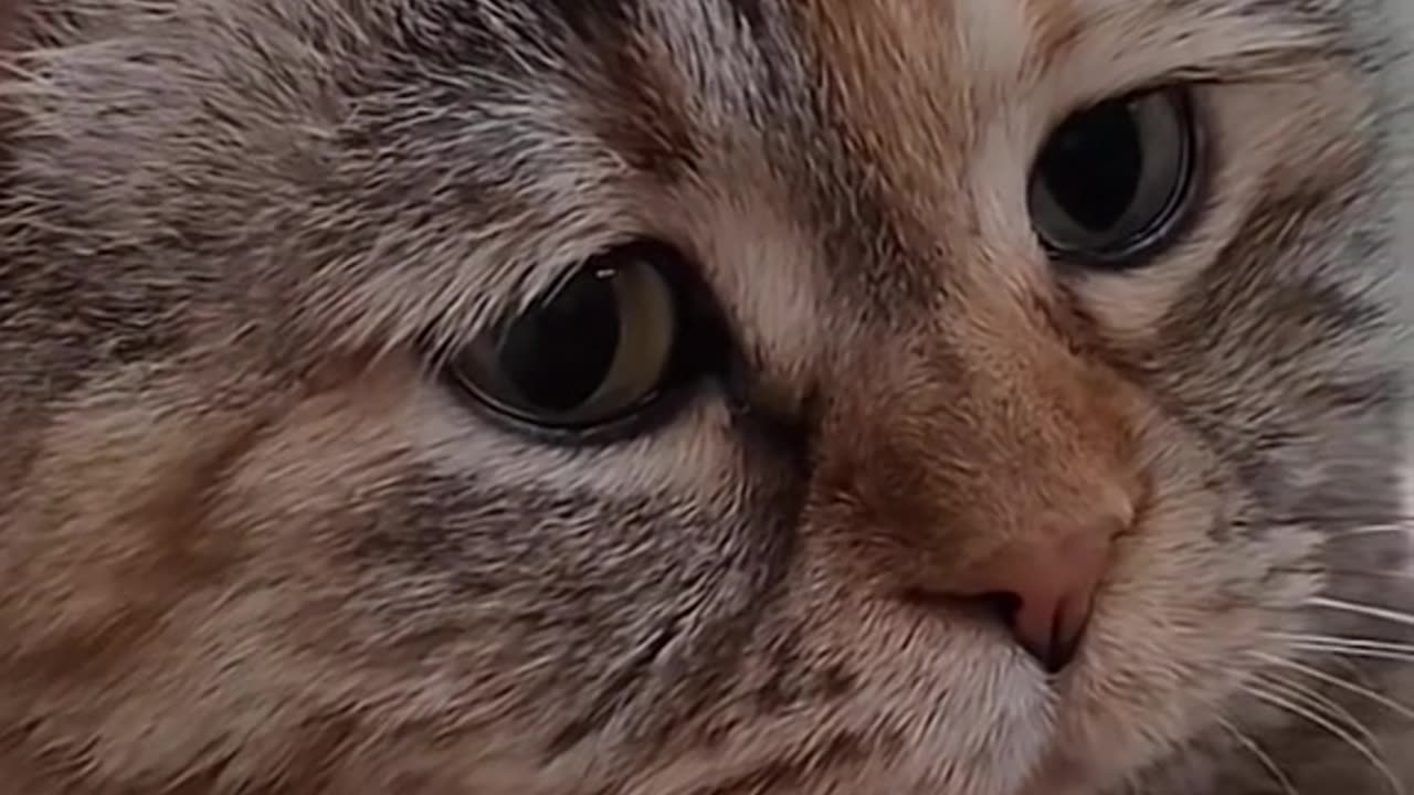 CAT SAD MOMENT