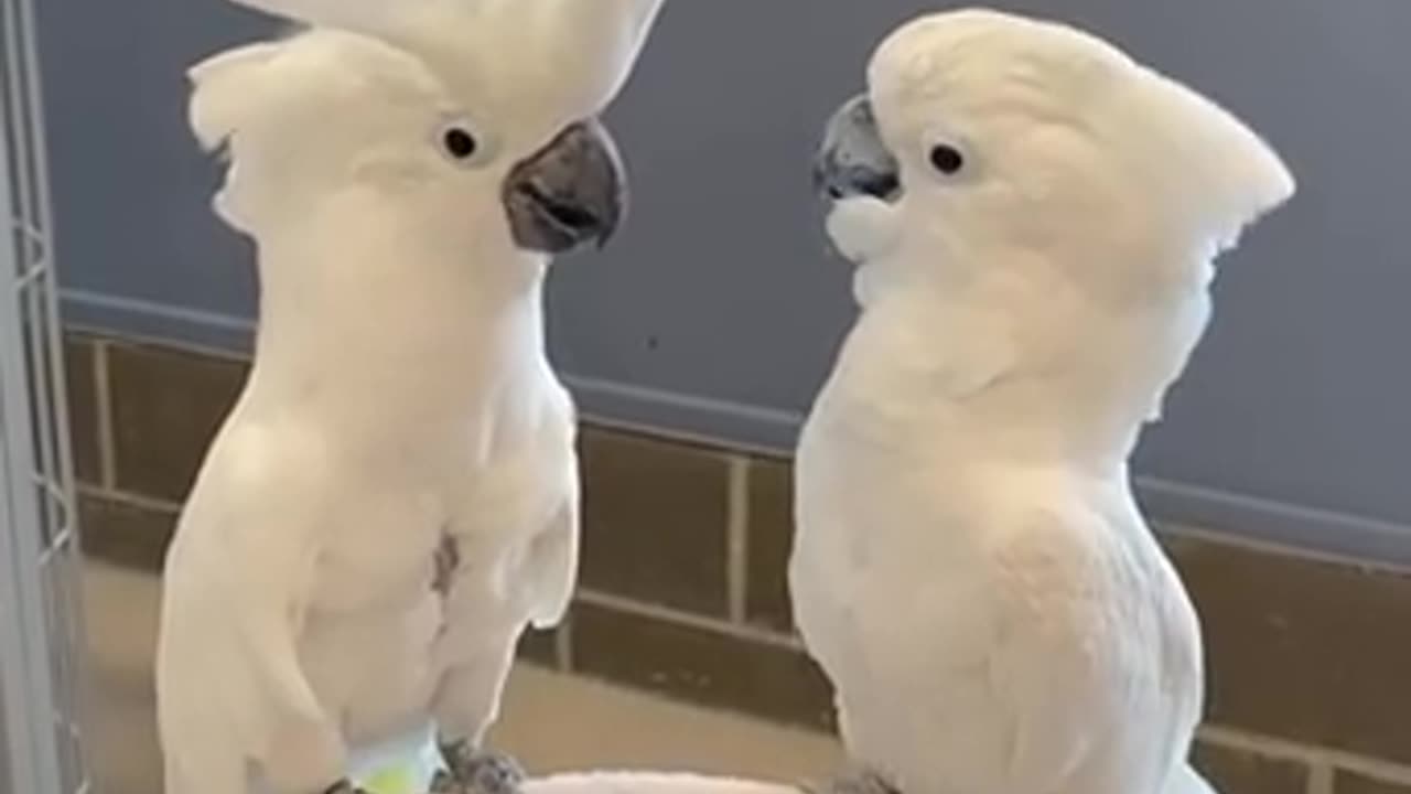 Cute parrot dancer at home