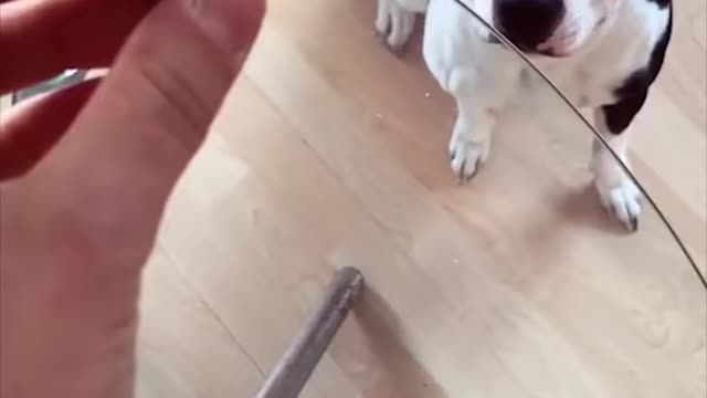 Super funny dogs