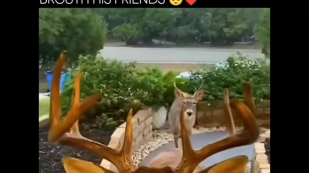 Cute Animals