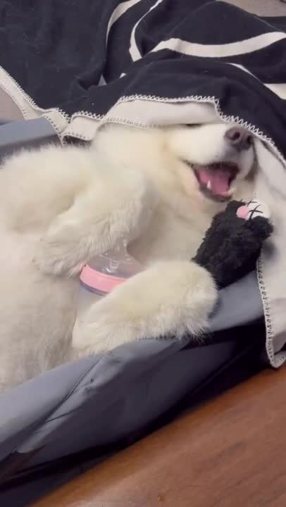 Best Funny Dogs Compilation ♥ Cute Baby Animals & Funny Pets ​