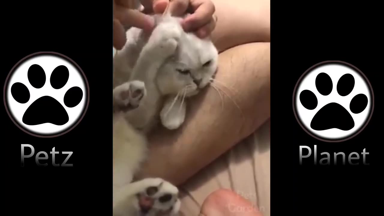 Awww Sooooo Cute!!!!!Funny Cat Vines - Short Funny Cats Videos