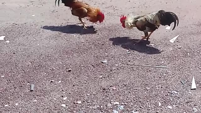rooster disguising the territory
