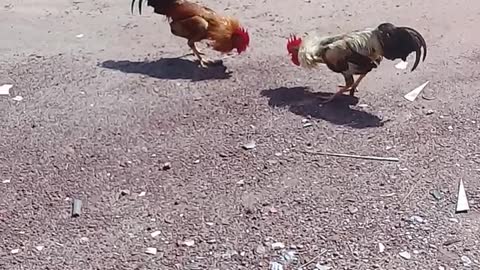 rooster disguising the territory