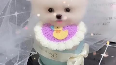 Cute dog