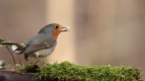Robin birds forest