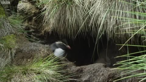 Top 5 Silliest Animal Moments! | BBC Earth