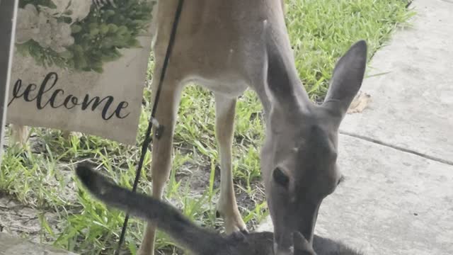 Mama Deer Takes Wild Kitty as Her Own