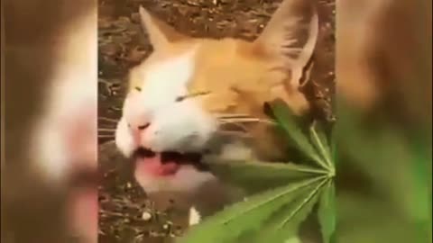 When cat eats Marijuana😂