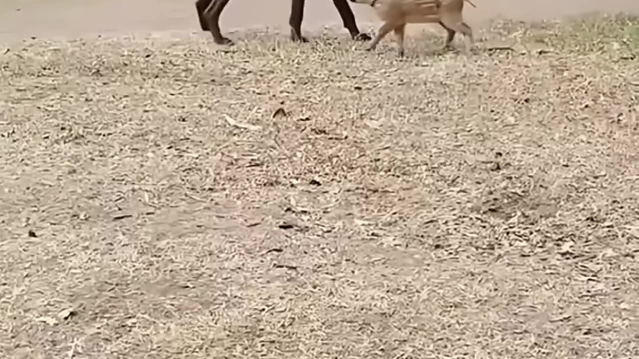 This family rescued a lost baby wild boar