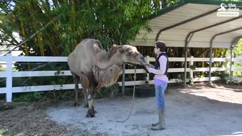 Camel Who Had Almost Given Up Finally Runs Free