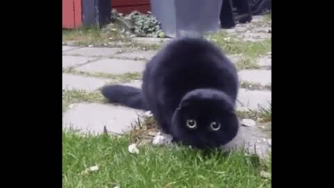 Gif video of cat hunting