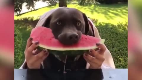 Funny pet dog