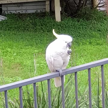 Sulphur-crested cockatoo enjoying morning tea