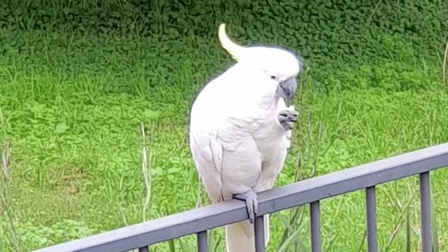 Sulphur-crested cockatoo enjoying morning tea