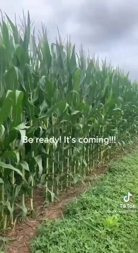 3800,- wordt boeren geboden om oogst te vernietigen